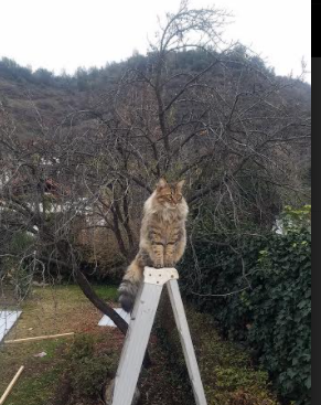 校园体育场馆智能调度方案研究,校园体育场馆智能调度方案研究内容