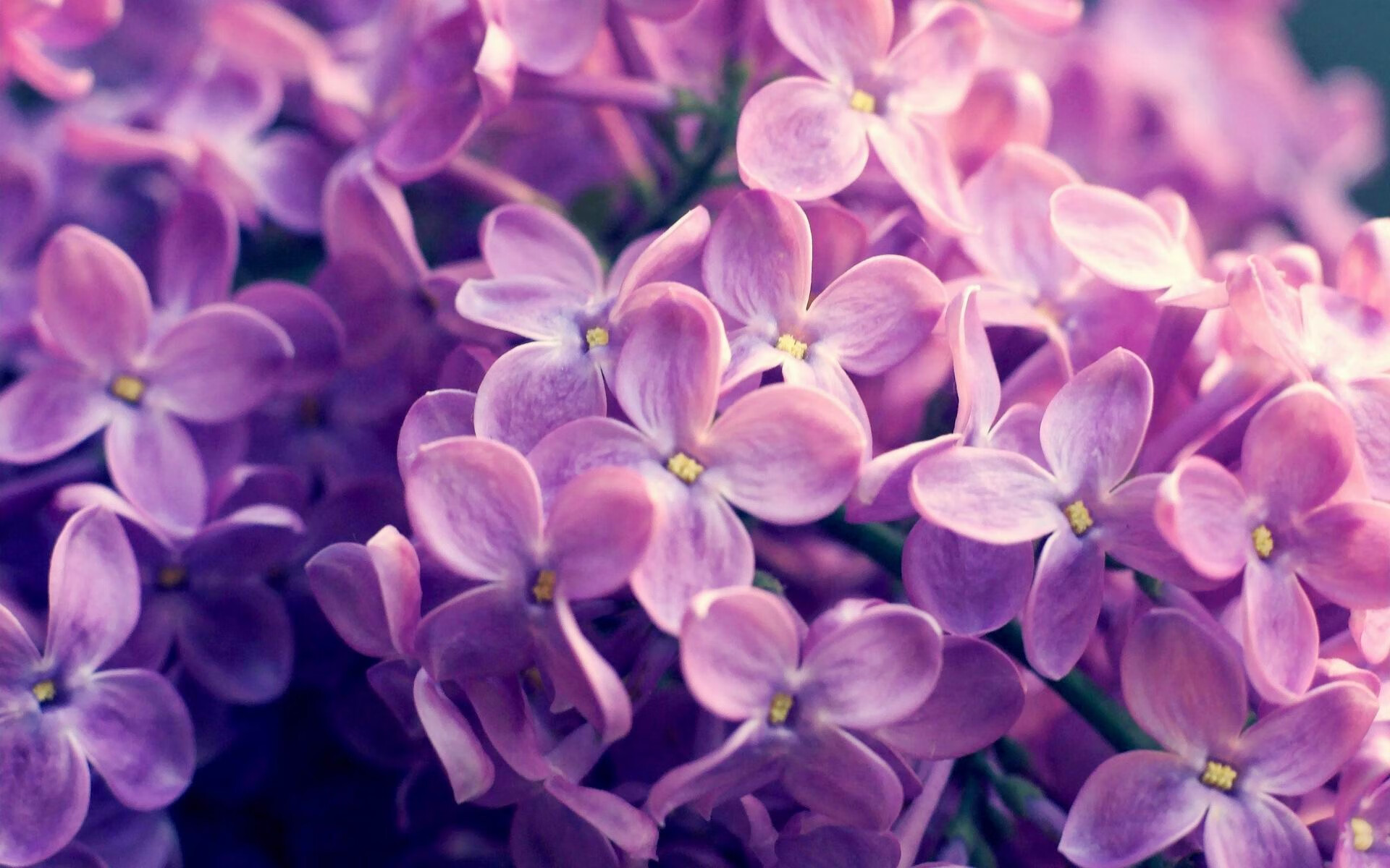 九游9游-南非橄榄球赛事吸引大量观众，市场价值稳步上升，南非 橄榄球