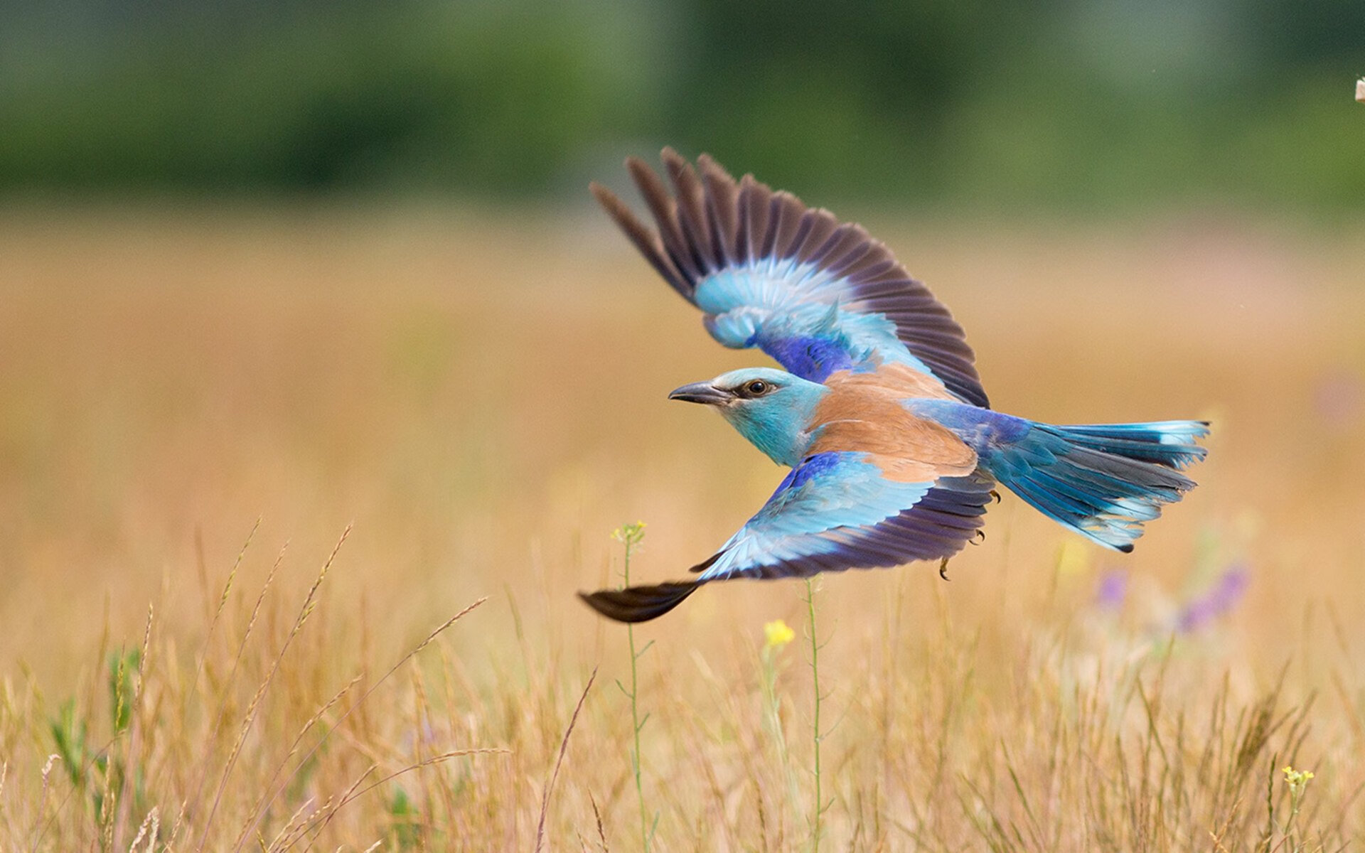 九游下载官网-意甲神奇配合：团队力量成就辉煌！，意甲官方最佳阵容