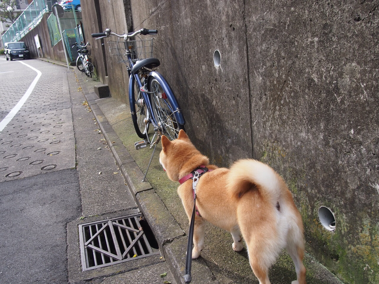 法甲华丽对决:突破、远射、精准传球不断,法甲赛事精华