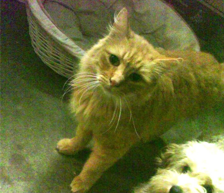 九游网-火箭战术多样性提升创造更多得分点，火箭队战术体系