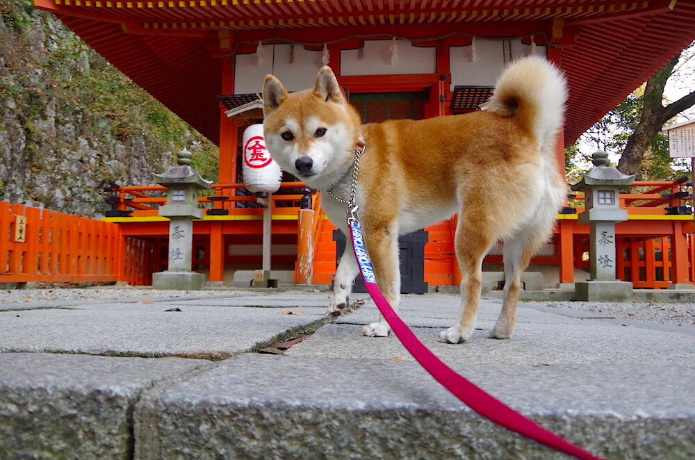 绿色低碳足球场在城市新区铺开,示范绿色体育发展路径,绿色体育馆的奇特之处